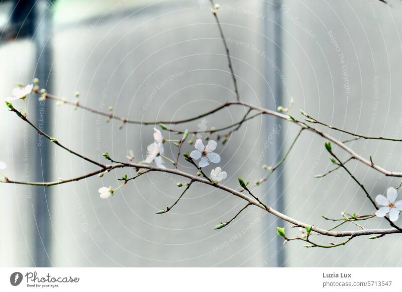 Zweige mit frischem Grün und zarten Blüten vor den Scheiben eines Gewächshaus Frühling Knospen grün weiß Natur blühen blühend Wachstum Zweige u. Äste