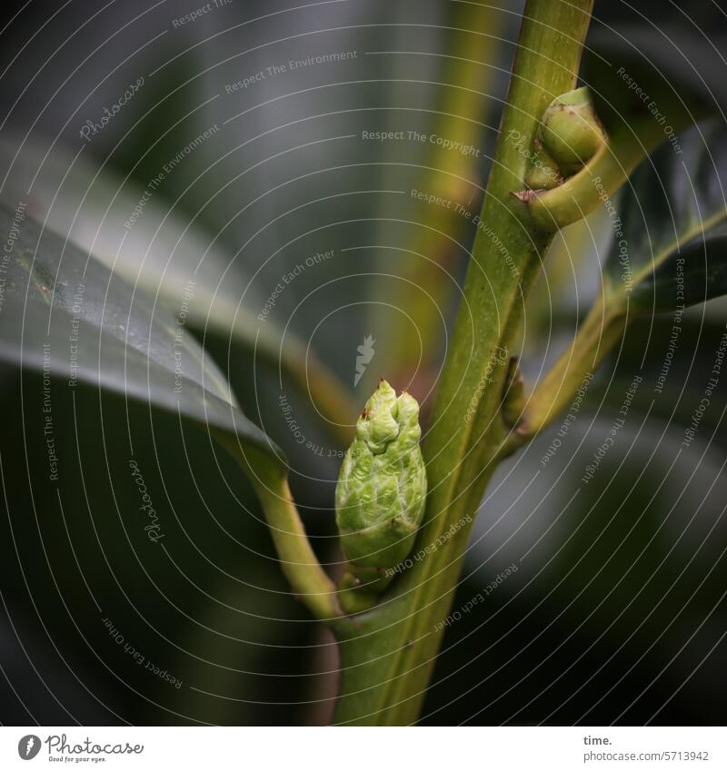Lorbeerknospe Knospe Kirschlorbeer Frühjahr halbdunkel Stiel Blatt Ast Stengel Wachstum Natur Umwelt Pflanze sprießen zweig Strauch