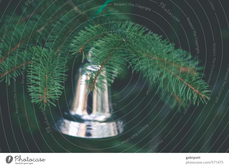 Baumschmuck traditionell Sinnesorgane Winter Feste & Feiern Weihnachten & Advent Natur Tanne Tannenzweig Weihnachtsbaum hängen glänzend natürlich braun grün