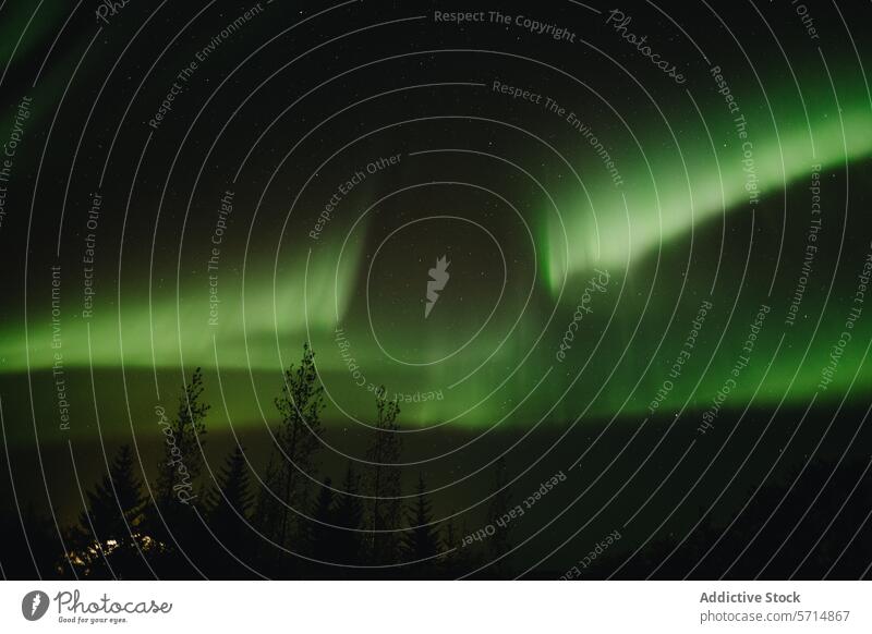 Aurora Borealis über dem isländischen Nachthimmel borealis Nordlicht Island Himmel natürlich Erscheinung grün Anzeige mystisch Silhouette Baum Landschaft