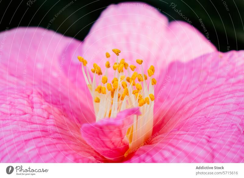 Nahaufnahme einer leuchtend rosa Kamelienblüte in der Frühlingsblüte Blume Blütenblatt Staubfäden Blütezeit pulsierend Textur Natur Makro Botanik Garten Pflanze