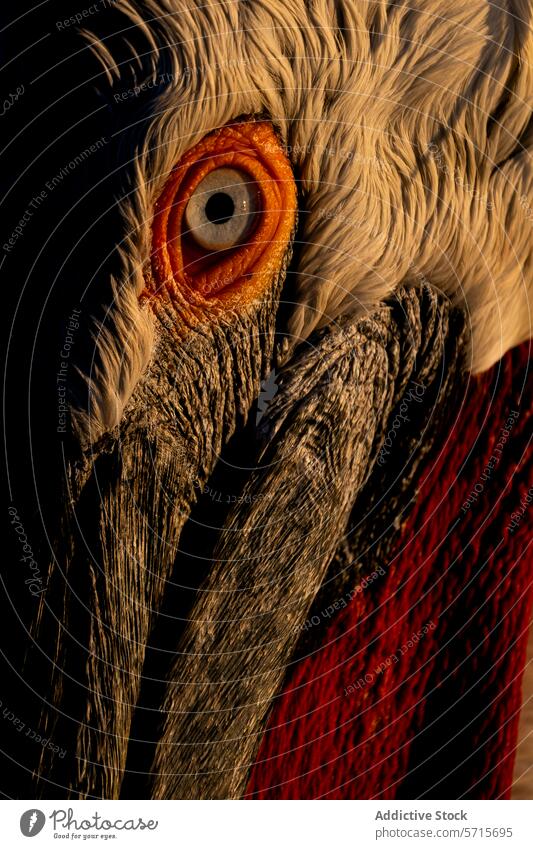 Intensive Nahaufnahme des Pelikanauges und des Gefieders im Detail Auge Feder Textur Vogel Tierwelt Detailaufnahme orange Haut Schnabel pulsierend Makro