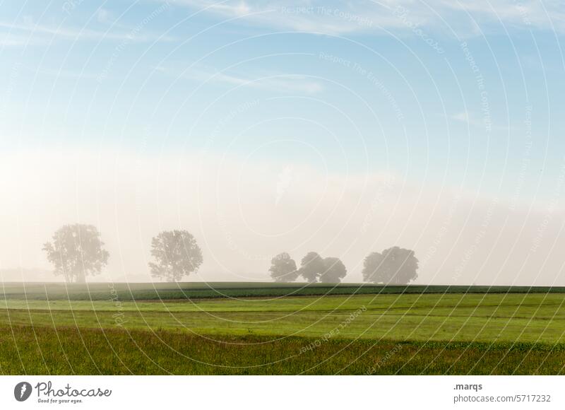 Saftige Wiese Morgen Baum Nebel Schönes Wetter Sommer Frühling Horizont Wolken Himmel Urelemente Landschaft Natur Umwelt Hintergrundbild ländlich Stimmung