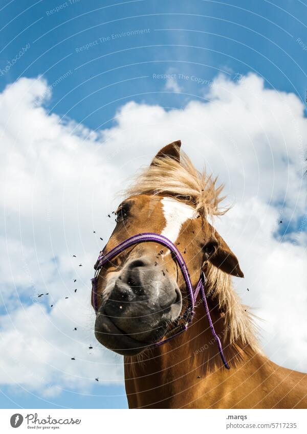 Glotz Pferd Tier glotzen Tiergesicht Kopf braun schauen Säugetier lustig Pferdekopf Blick in die Kamera Fliege Himmel Wolken schräg