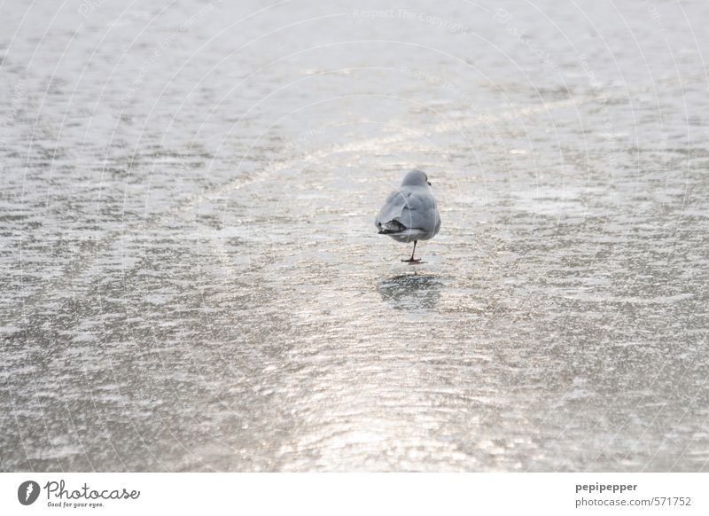 einbein Eisenbahn Winter Schönes Wetter Frost Schnee Küste Seeufer Flussufer Teich Park Tier Vogel Fell Pfote Fährte 1 Wasser frieren stehen Coolness glänzend