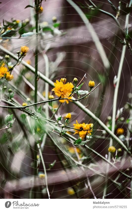 Makroaufnahme von Blumen an einem Weinstock aus der Nähe Reben Natur Landschaft Wachstum grün Herbst Außenaufnahme Sommer Pflanze Farbfoto Ackerbau Eath