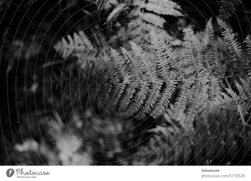 Analoge Schwarzweißfotografie. Farnpflanze im Sonnenlicht Filmfotografie Farnarten Farnwedel farnwuchs Farnblätter Farne Farnblatt Schwarzweißfilm