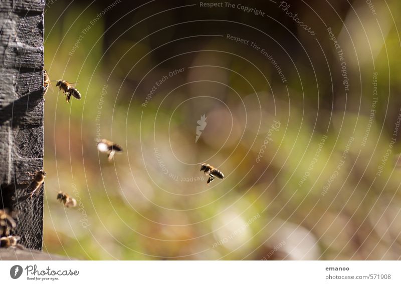 die Fleißigen Lebensmittel Ernährung Arbeit & Erwerbstätigkeit Natur Landschaft Pflanze Tier Frühling Sommer Herbst Biene Flügel Schwarm fliegen Wärme grün