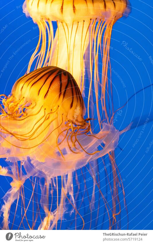 Gelbe Quallen im Blauen wasser Tier Meerestier Wasser Aquarium Tentakel blau Unterwasseraufnahme Menschenleer Farbfoto Natur Schweben Nahaufnahme schön