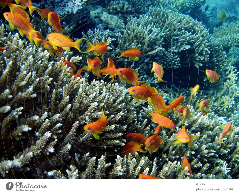 Leben im Riff tauchen Unterwasseraufnahme Fahnenbarsch Fisch Wasser Rotes Meer Ägypten