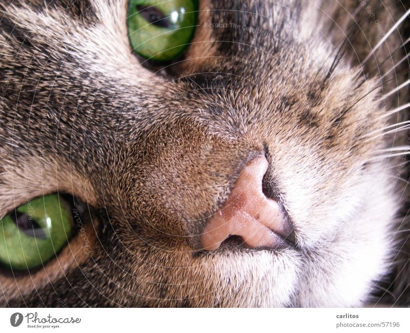 Katzen würden Whisky saufen ... Tier Fell Haustier Tiergesicht grün Schnurren Schnurrhaar Hauskatze Katzenauge Augenfarbe Schnauze direkt hypnotisch