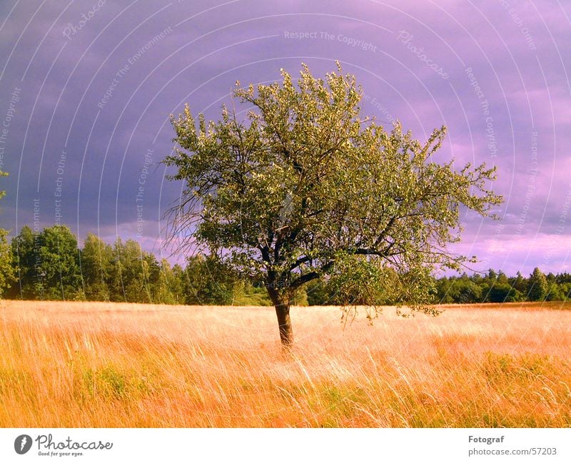 Der Baum. Heide Wiese Wald grün Blatt Pflanze Himmel Holzmehl Natur Gewitter Getreide grain heaven sky thunderstorm Orkan woods