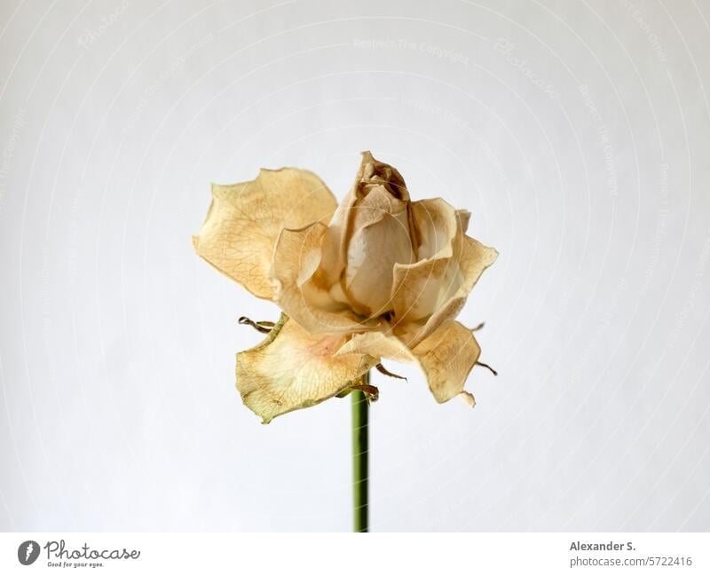 Welke gelbe Rosenblüte vor weißer Wand Blume Pflanze Blüte welk welkend welkende Blüte Vergänglichkeit verblüht welke Rose Vanitas Stillleben Vanitas-Motiv