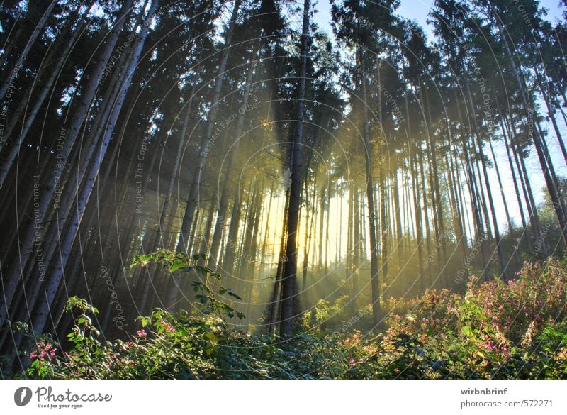 Der fr&#363;he Vogel..... Natur Landschaft Sonnenaufgang Sonnenuntergang Sommer Schönes Wetter Baum Nutzpflanze Wald Menschenleer beobachten wandern fantastisch