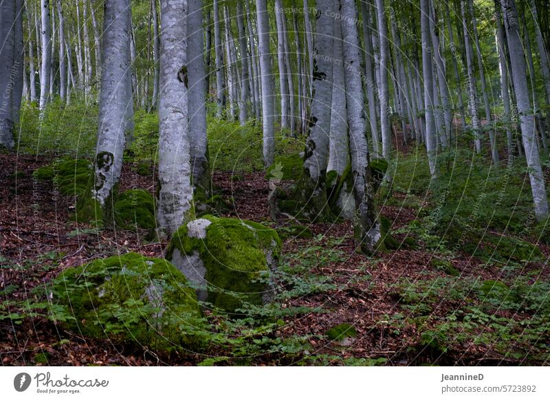 Birkenstämme Wald Birkenwald Stämme mystisch Landschaft Umwelt Baum Natur natürlich Birkenrinde Moos Tag Erholung Strukturen & Formen Holz Wachstum