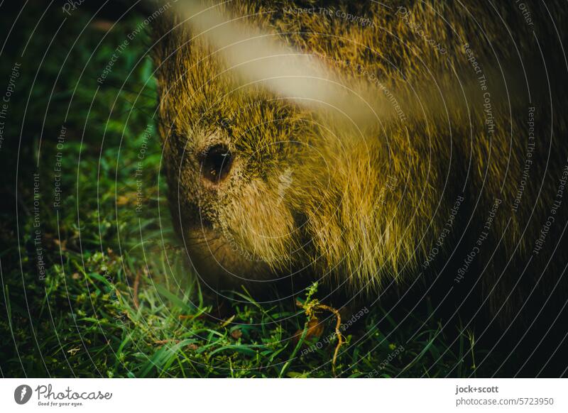 Wombat hat Gras zum fressen gern Beuteltier Pflanzenfresser Säugetier Tierwelt Australien Tasmanien Einzelgänger Lebensraum Nahrungssuche authentisch freilebend