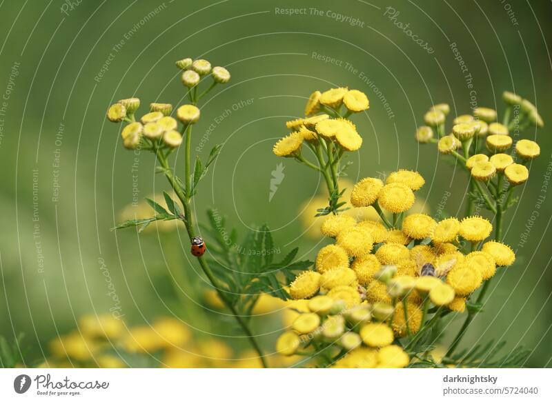 Kleiner Marienkäfer auf Wanderschaft, Tanacetum vulgare Ladybug roter Punkt gelbe Blüten Färberkamille Cota tinctoria sommerlich grün Rainfarn kleiner