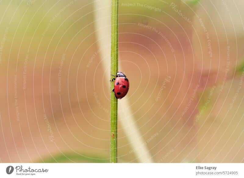 Glücksbringer - Porträt Marienkäfer - der erste 2024- Käfer Insekt Makroaufnahme Natur Tier grün rot krabbeln Farbfoto Außenaufnahme Schwache Tiefenschärfe