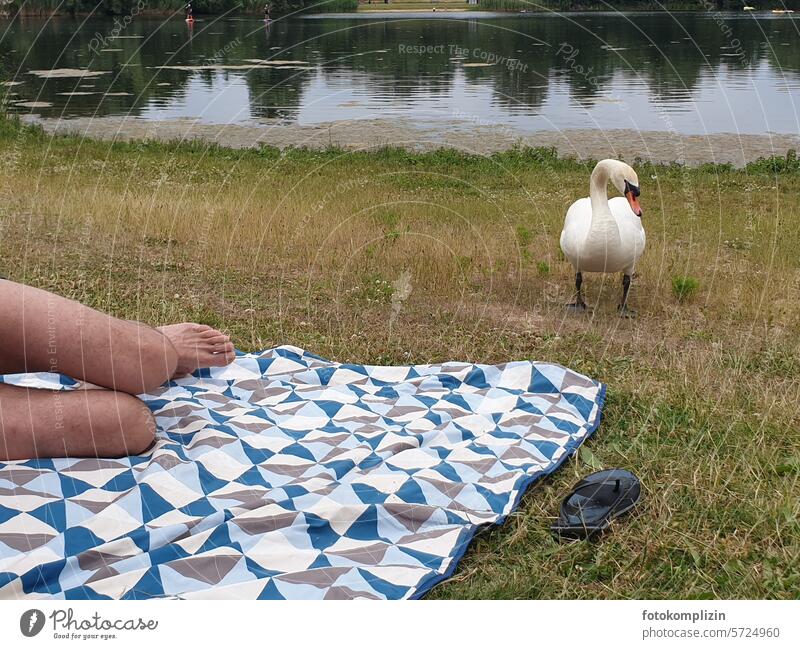 Picknickdecke mit Schwan Single Alleinstehender Neugier neugierig Tier Mensch Decke faulenzen Pause ausruhen liegen Park Sommer Natur Freiheit Fuß Ausflug Beine