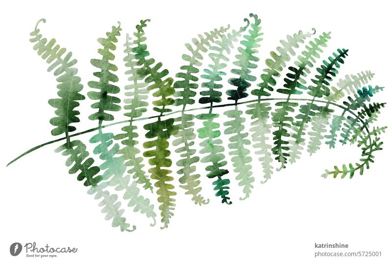 Aquarell Farn Zweige mit grünen Blättern isoliert Illustration, botanische Hochzeit Element Geburtstag Zeichnung exotisch Garten handgezeichnet vereinzelt