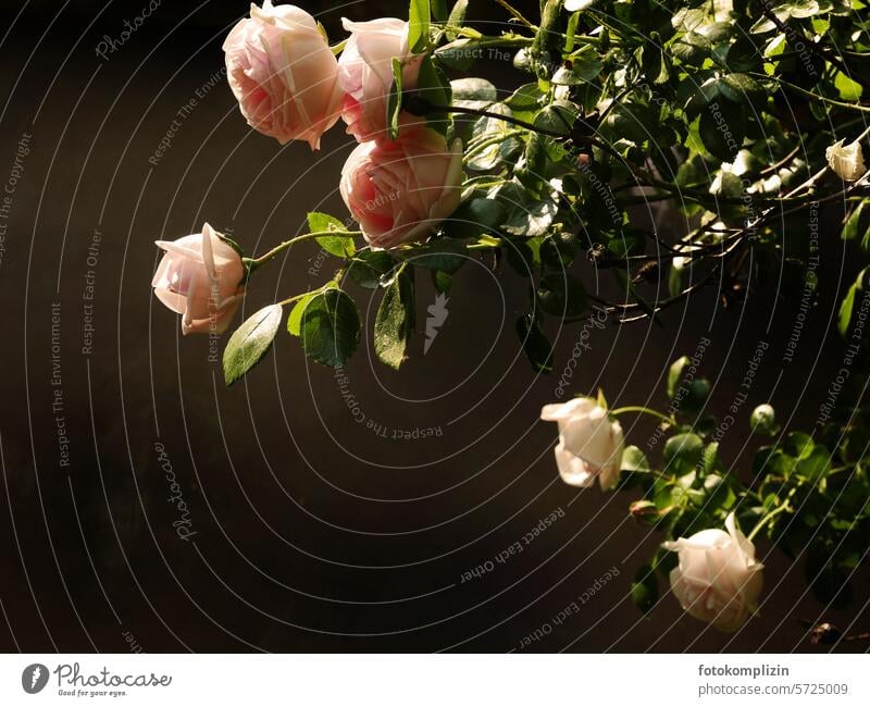 rosa Rosen vor dunklem Hintergrund Rosenblüten zart duftend dunkler Hintergrund Textfreiraum