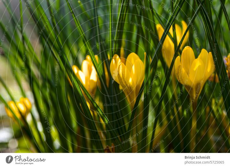 Eine Gruppe von frischen gelben Krokussen im Frühling als Nahaufnahme forest sun outdoors close-up growth postcard gardening bulb soft april springtime tiny