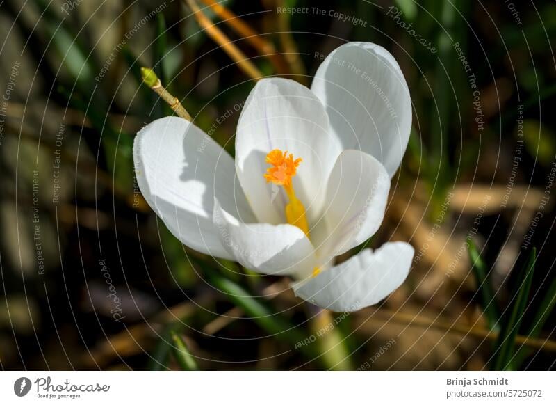 Nahaufnahme von einem frischen, weißen Blütenkelch eines Krokus im Frühling forest sun outdoors close-up growth postcard gardening bulb soft april springtime