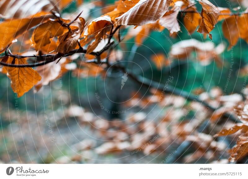 Winterhartnäckig Zweige u. Äste Blatt Herbst Nahaufnahme Schwache Tiefenschärfe braun grün Natur Pflanze Umwelt herbstlich Vergänglichkeit