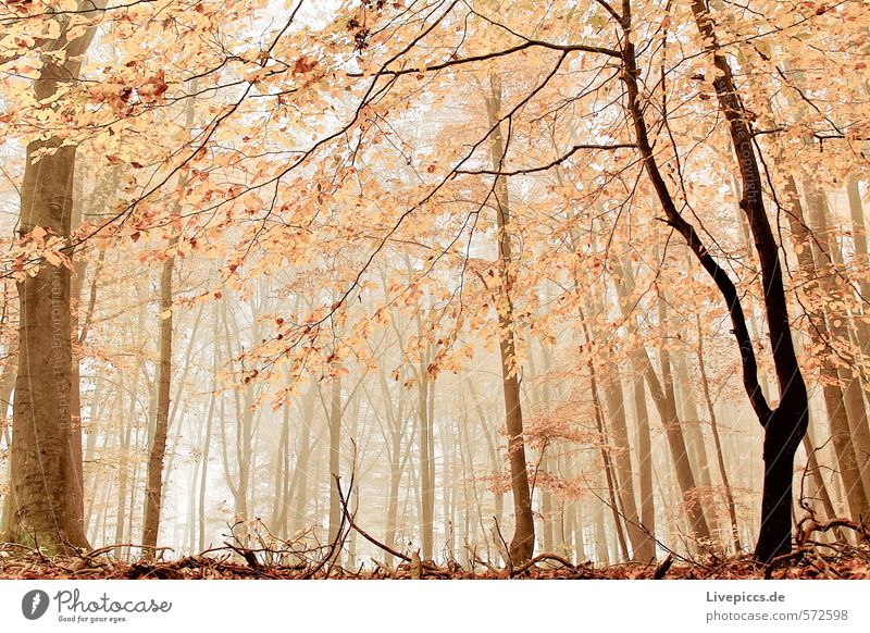 auch im Wald Umwelt Natur Landschaft Herbst Nebel Pflanze Baum Blatt Wildpflanze Holz nass natürlich Wärme feminin weich braun orange Gelassenheit ruhig