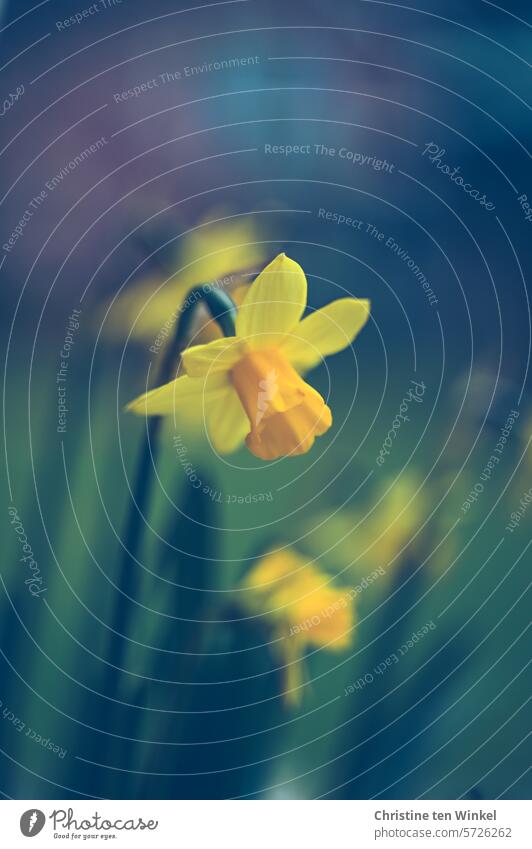 Narzissen Narcissus Frühblüher Ostern Blüte Frühling Gelbe Narzisse grün gelb Frühlingsgefühle Blume Nahaufnahme Amaryllisgewächse Zwiebelblumen Wachstum