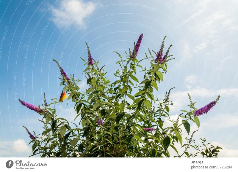 Flieder und Flagge Sommerflieder Himmel Blüte Natur Wachstum violett blühen Duft Sträucher Umwelt lila natürlich sommerlich Duftpflanze Zierpflanze