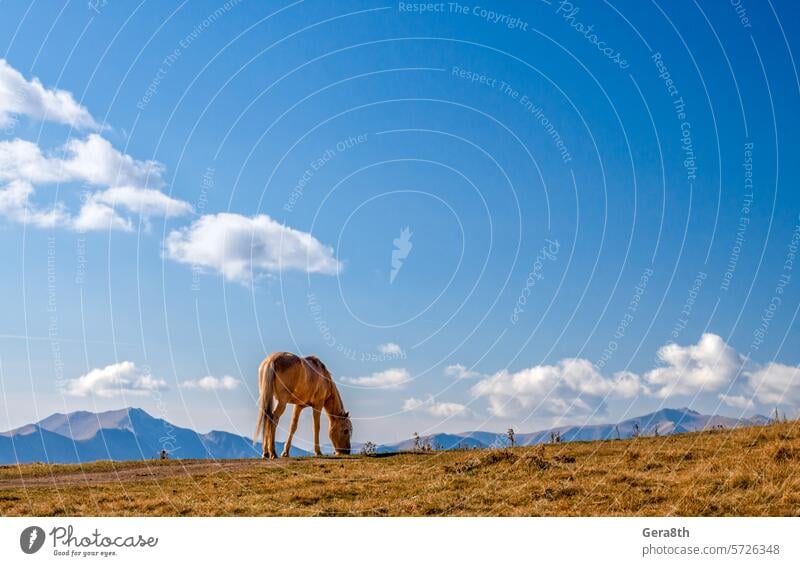 Pferd auf einem Hintergrund von Bergen und Himmel mit Wolken in Georgien Kaukasus Land Georgien Tier Herbst blau Klima Tag Gras erwärmen hoch Landschaft
