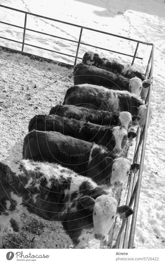 Schneekühe Kühe Kälber Neugier Bauernhof Tierporträt Herde Zusammensein Nutztiere Tiergruppe ländlich Kuh Kalb Tierzucht Winter Zaun Gitter Weide Rinder