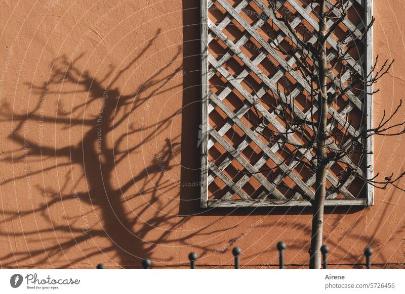 Gartenschmuck im Februar Schatten Fassade Netzstruktur Wand Gebäude Bauwerk Muster Mauer Schattenwurf rot Baumschatten beschattet Strukturen & Formen Kontrast