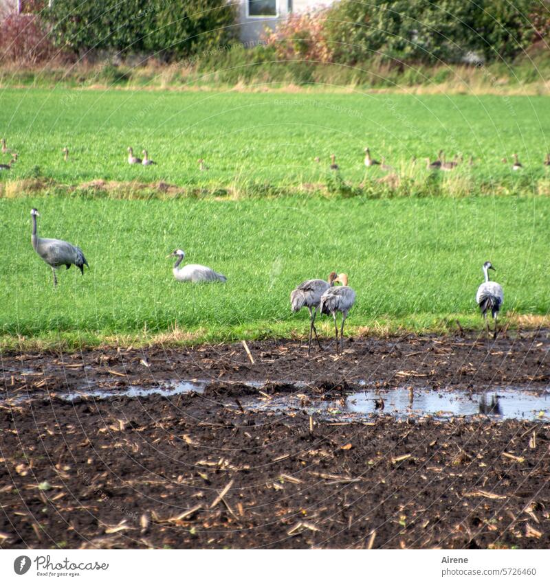 Kraniche Zugvögel Vögel Flachland Horizont Gras Bäume Wiese eben Feld feucht Ebene ländlich Feuchtgebiet Moorgebiet grün Herbst Nutzfläche landwirtschaftlich