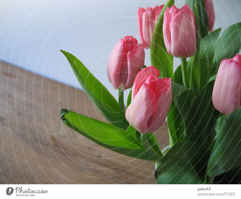 tulpen_2 rosa rot grün Tulpe Blume Tisch braun Wand Frühling frisch Anschnitt Raum Innenaufnahme