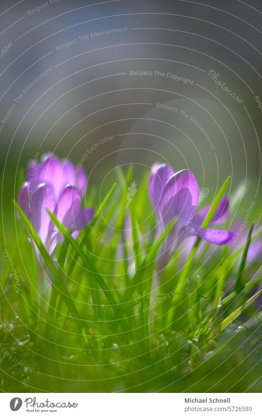 Krokusse krokus Krokusblüte Frühblüher Frühling Natur Blüte Blume violett Frühlingsgefühle Frühlingsblume Hoffnung Nahaufnahme Schwache Tiefenschärfe