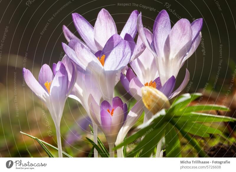 Krokusse auf der Frühlingswiese Blüten Blütenblätter Wiese blühen Blumen Frühlingsblumen Frühlingsboten erblühen Frühlingserwachen Frühlingsgefühl Blütezeit