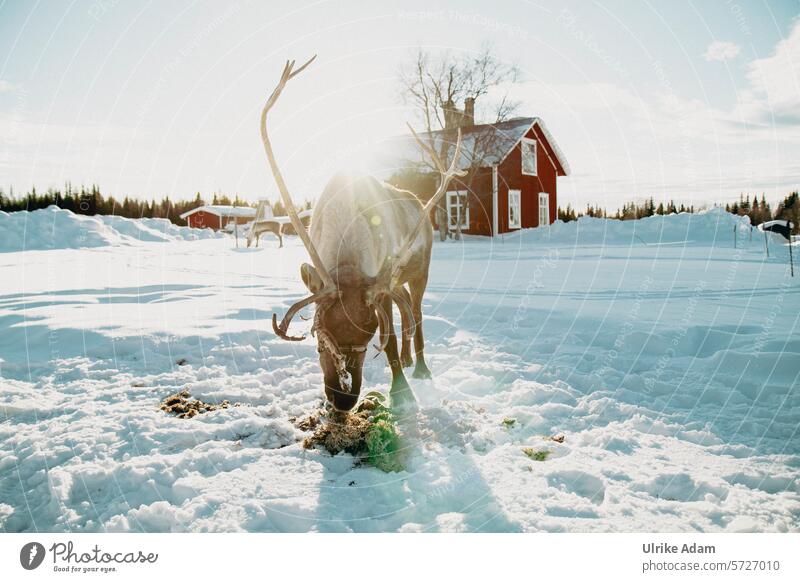 Lappland| Rentier Fütterung Sonne Sonnenstrahlen Schweden Europa Flechten Solberget Holzhaus Schnee Winter Urlaub Natur Außenaufnahme kalt
