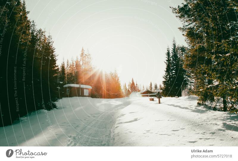Lappland | Sonne und Schnee Sonnenlicht Freiheit Traumhaft Idyllisch Licht Tourismus Winterurlaub Skandinavien Ferien & Urlaub & Reisen kalt Außenaufnahme Natur