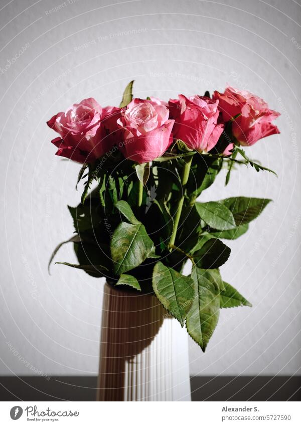 Strauß rosa Rosen Rosenstrauß Blumenstrauß Rosenblüten Blüte Dekoration & Verzierung Geschenk romantisch Valentinsgruß Liebe Valentinstag Geburtstag blühen