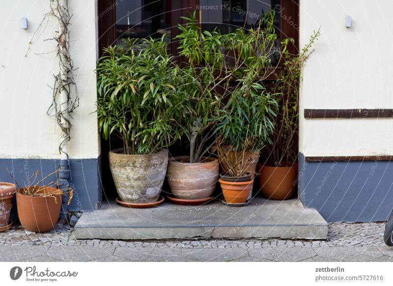 Versperrter Einang architektur blume blumentopf city deutschland fassade gebäude geschlossen hauptstadt haus innenstadt kiez leben licht orangerie pflanze platz