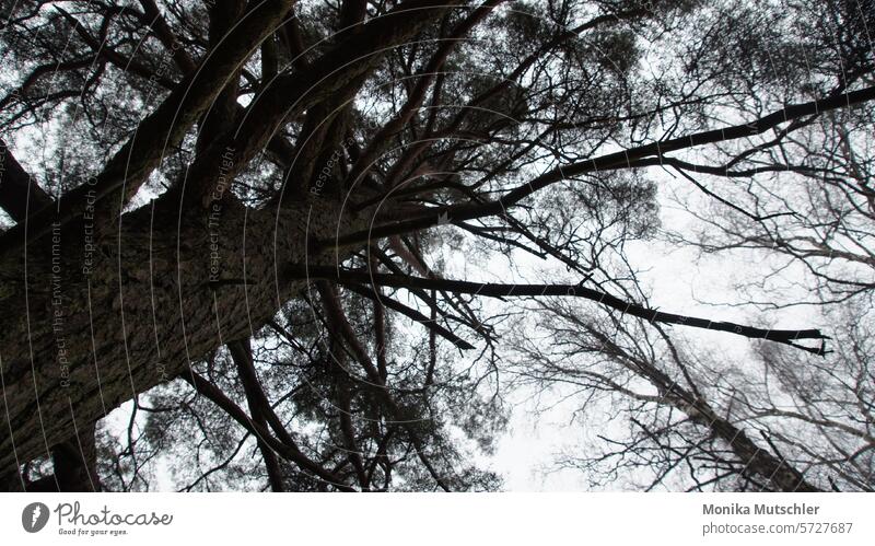 Mystischer Baum natürlich Außenaufnahme Botanik Natur abstractart abstrakt Farbfoto Klima träumen Märchen träumend Phantasie mystisch Naturlandschaft traumhaft