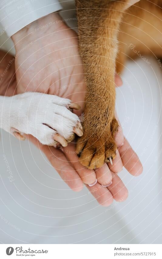 Tierpfoten und gekreuzte Hände von Menschen Pfoten Tiere freundlich Hände schütteln weiß braun durchkreuzen Krallen Nägel liegen Freundschaft Haustier