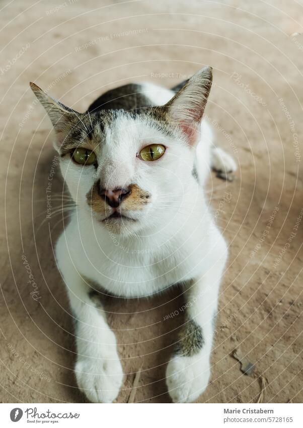 Eine streunende Katze mit grünen Augen, die auf dem schmutzigen Boden liegt und entspannt und hoffnungsvoll aussieht Irrläufer Lügen Blick sich[Akk] entspannen