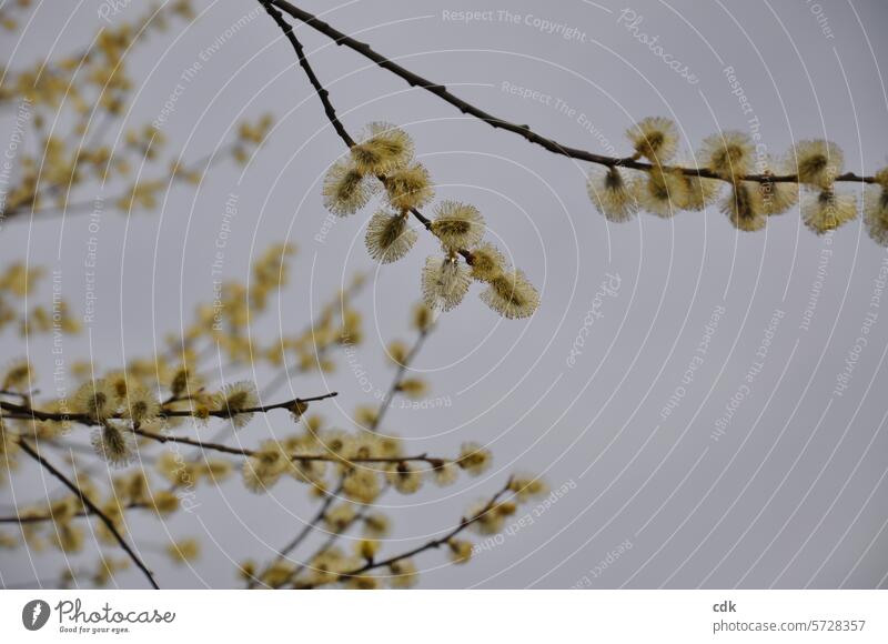 Frühlingserwachen: Zweige mit gelb blühenden Weidenkätzchen. Blühend blühende Weidenkätzchen natürlich Natur Blüte Frühlingsblume blühende Blume Frühlingstag