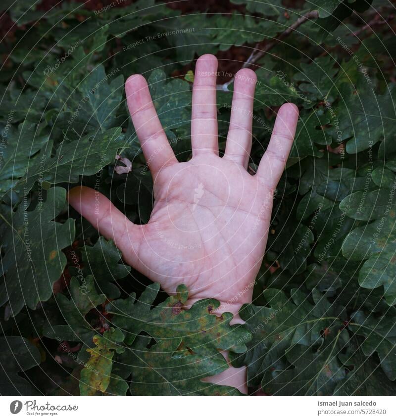 Mann Hand zwischen grünen Blättern Blatt grüne Blätter Finger Körperteil Beteiligung Gefühl berührend Natur Frische im Freien schön Zerbrechlichkeit Hintergrund