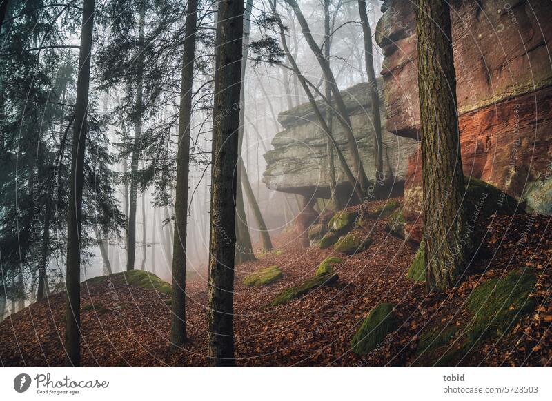 mystischer Wald Natur Nebel Bäume Stamm Baumstamm Felsen felsig Sandstein Silhouette Moos Mystischer Wald mystische Landschaft Sonnenlicht Dämmerung