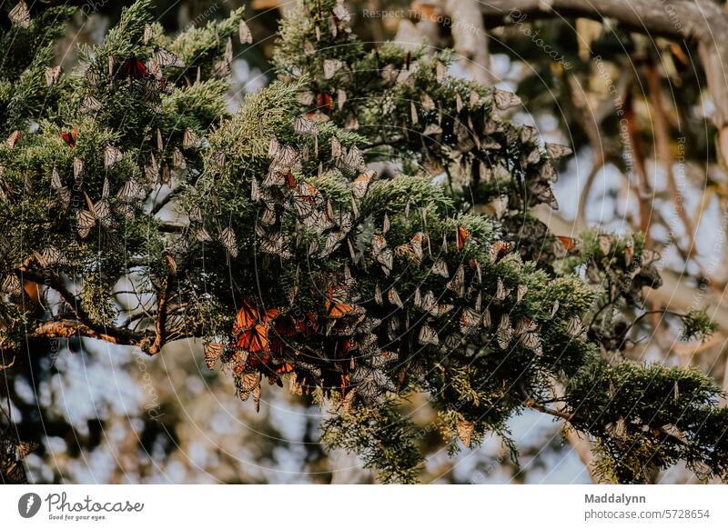 Ein atemberaubender Schwarm von Monarchfaltern, die während der Migration auf einem Ast schlafen Schmetterling Natur Insekt Schmetterlinge natürlich