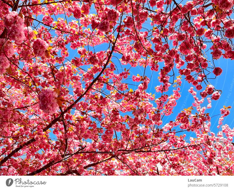 Frühlingsgefühle Blüten Kirschbaum rosa pink Frühjahr Himmel blauer Himmel Kirschblüten Baum Kirsche Duft Park Natur blühend natürlich Umwelt Jahreszeiten